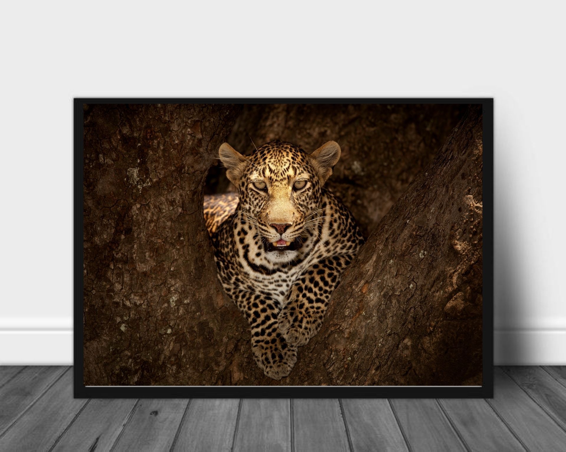 Leopard i treet poster - Plakatbar.no