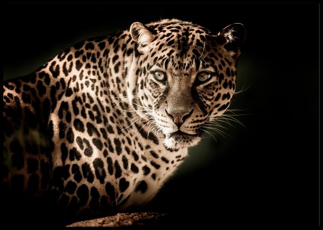 Leopard optager