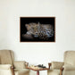 Leopard resting poster - Plakatbar.no