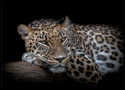 Leopard resting poster - Plakatbar.no