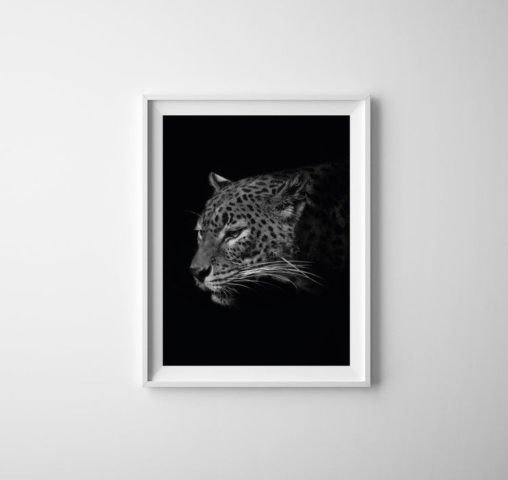Leopard - sort bakgrunn - Plakat - Plakatbar.no