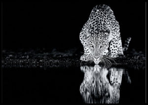 Leppard at the waterhole poster - Plakatbar.no