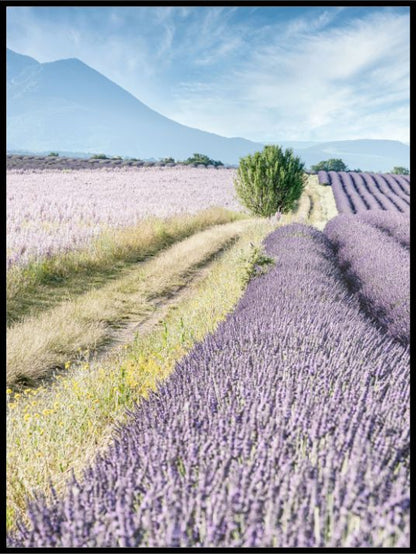 Lilla Lavendeleng - Plakat - Plakatbar.no