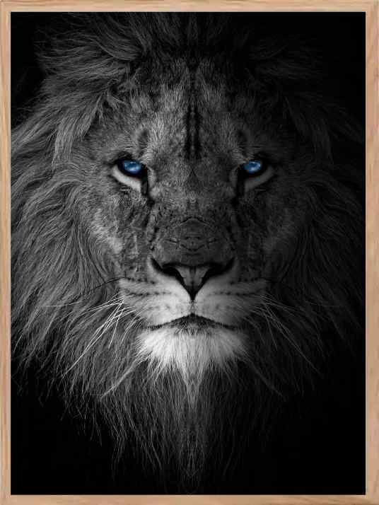 Lion - Blue Eyes Poster