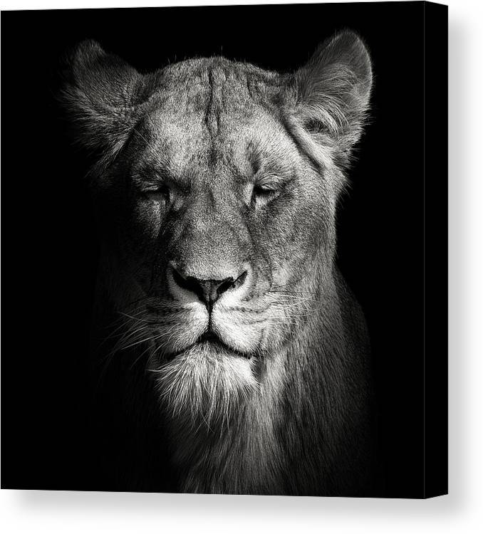 Lioness square canvas