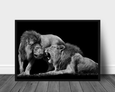 Lions fight poster - Plakatbar.no