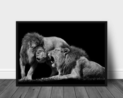 Lions fight poster - Plakatbar.no