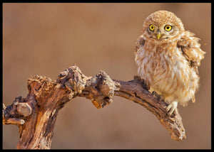 Little owl poster - Plakatbar.no
