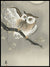 Long eared owl in Gingko, Ohara Koson- Plakat - Plakatbar.no