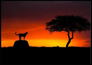 Looking for something poster - Plakatbar.no