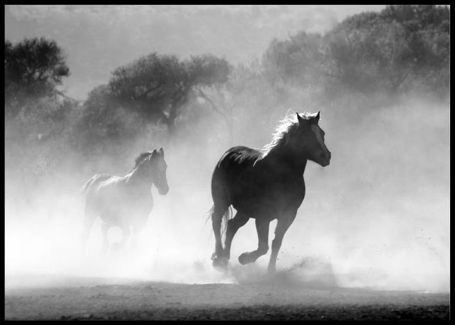 Løpende hester poster - Plakatbar.no
