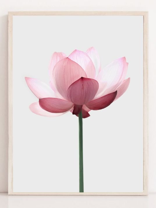 Lotus blomst - Plakatbar.no