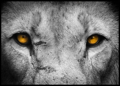 Løve øyne - poster - Plakatbar.no