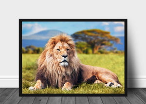Løve på savannen - Plakat - Plakatbar.no
