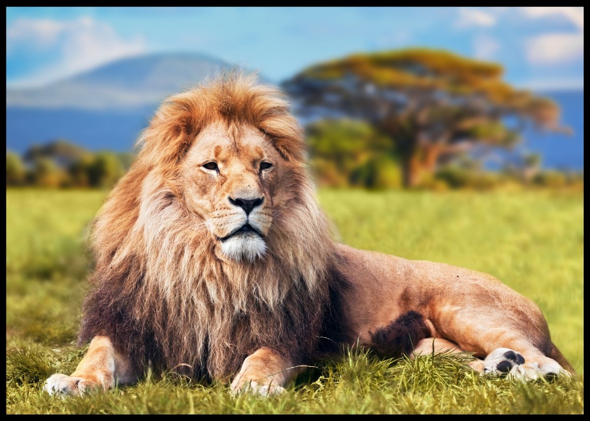 Løve på savannen - Plakat - Plakatbar.no