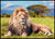 Løve på savannen - Plakat - Plakatbar.no