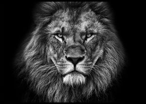 Løve portrett - Plakat - Plakatbar.no