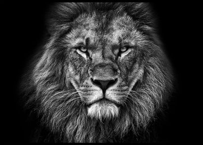 Løve portrett - Plakat - Plakatbar.no