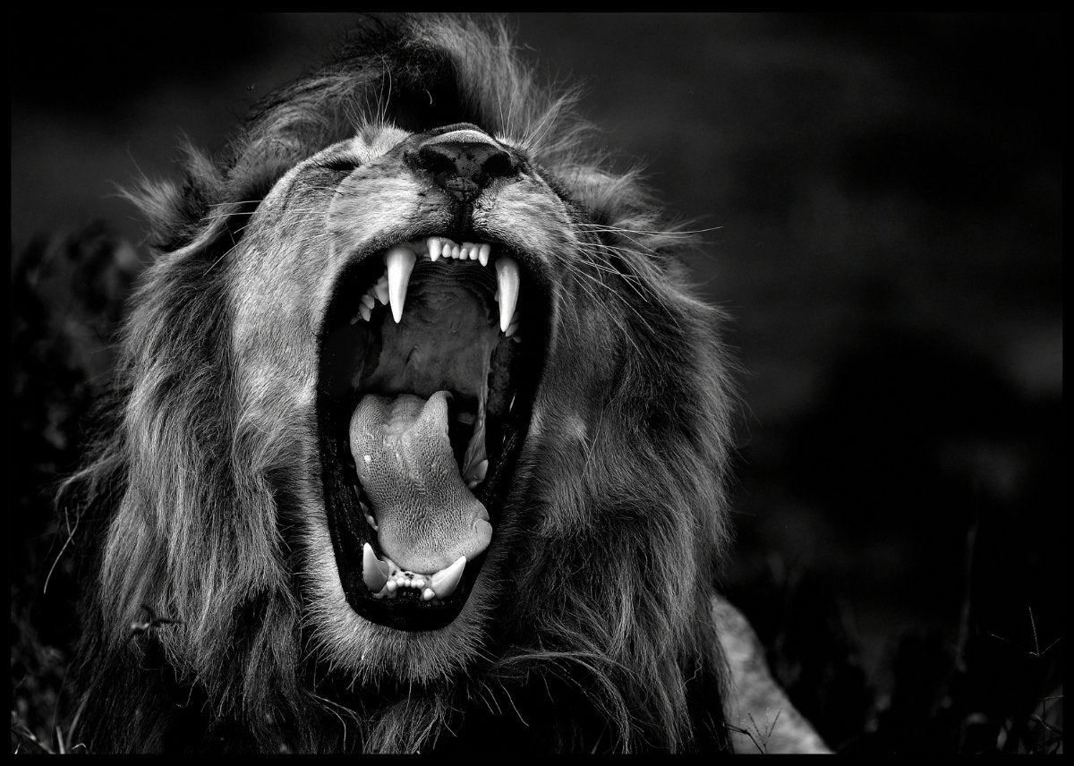 Løve som gjesper - Plakat - Plakatbar.no