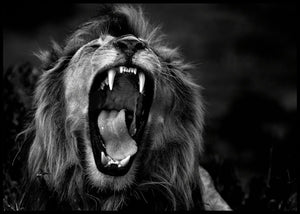 Løve som gjesper - Plakat - Plakatbar.no