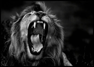 Løve som gjesper - Plakat - Plakatbar.no