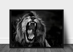 Løve som gjesper - Plakat - Plakatbar.no