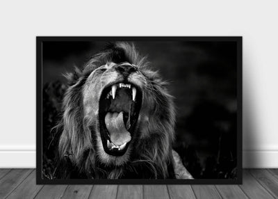 Løve som gjesper - Plakat - Plakatbar.no