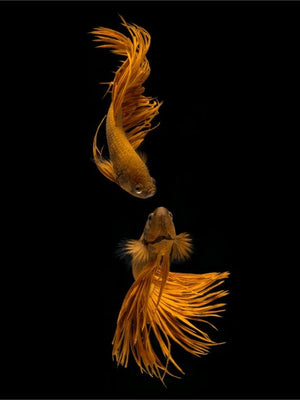 Love Story of the Golden Fish - poster - Plakatbar.no