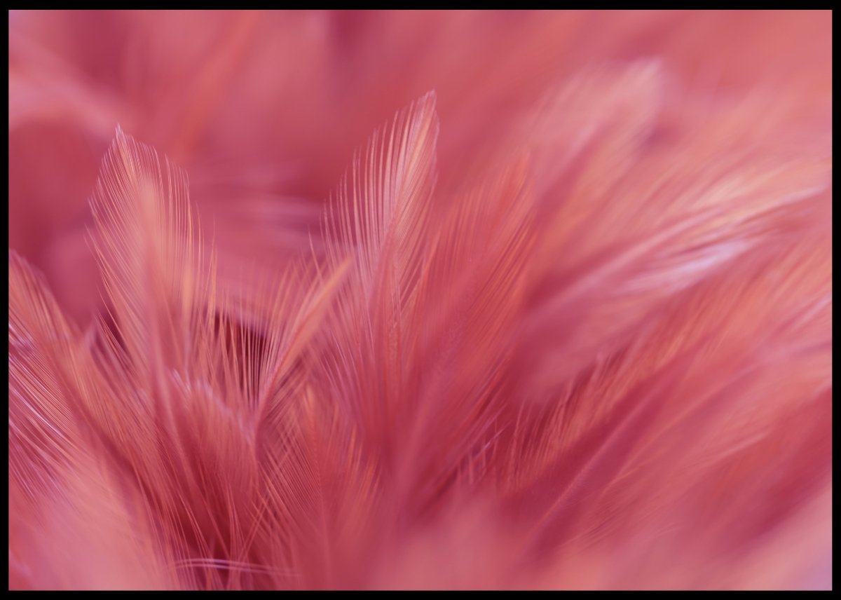 Luxury Bird Feathers Soft colors Poster - Plakatbar.no