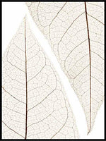Lyse blader - Botanisk Plakat - Plakatbar.no
