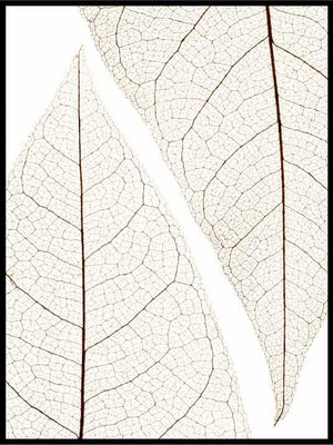 Lyse blader - Botanisk Plakat - Plakatbar.no