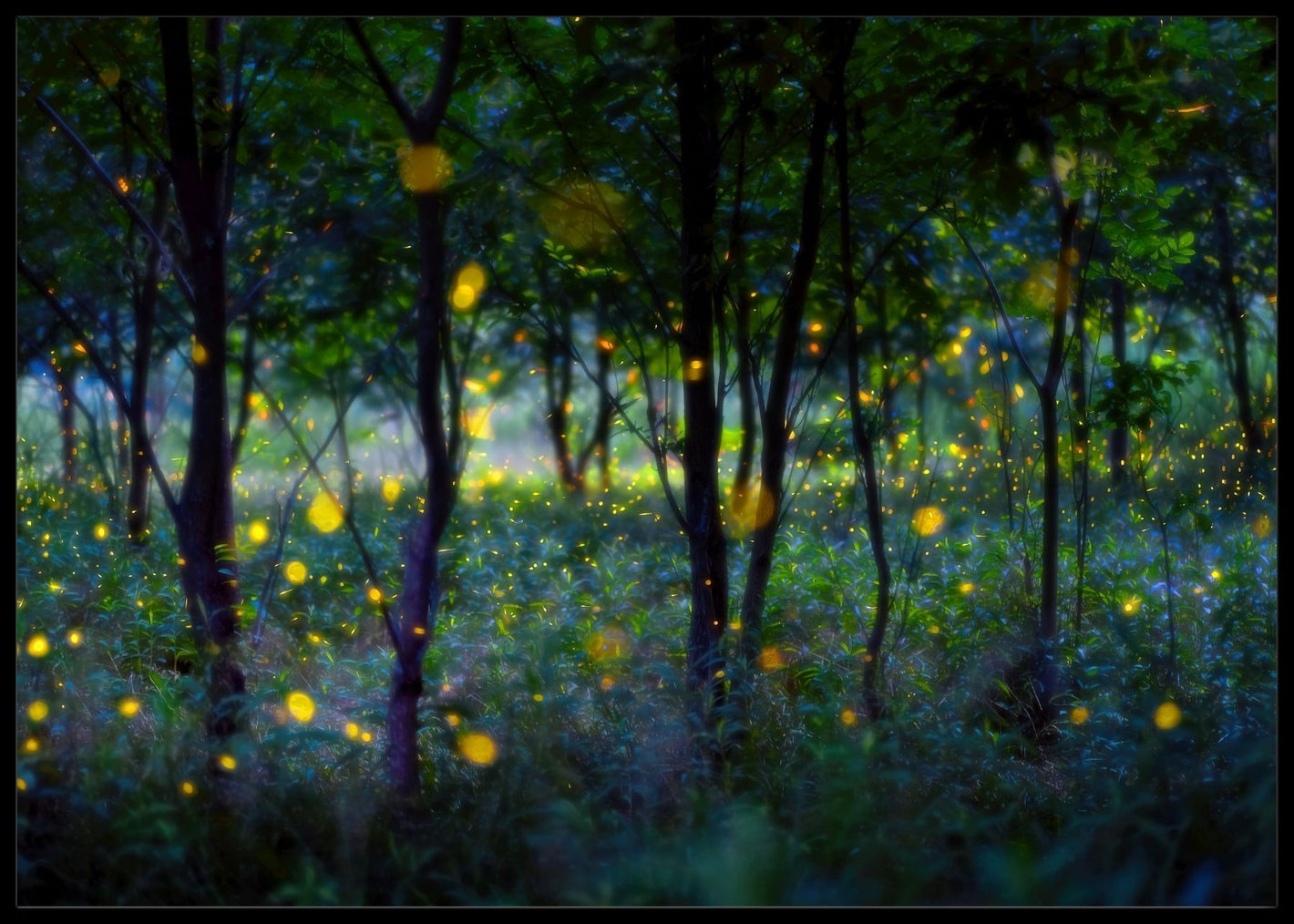 Magic fireflies poster - Plakatbar.no