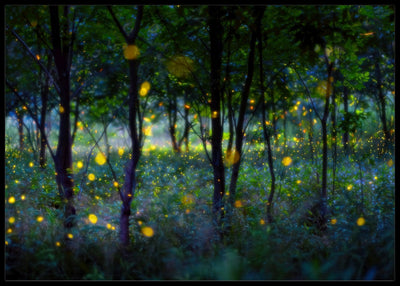 Magic fireflies poster - Plakatbar.no