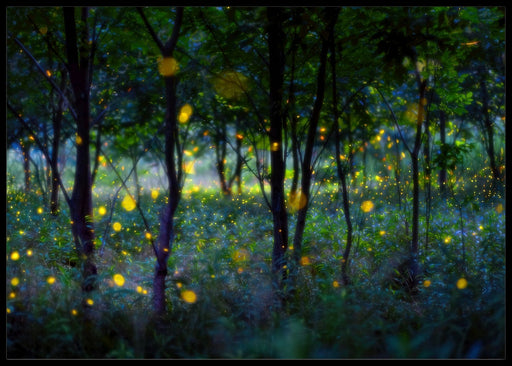 Magic fireflies poster - Plakatbar.no
