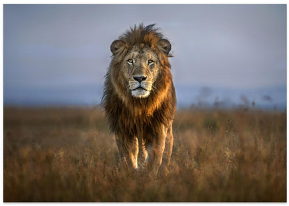 Lion Close Up