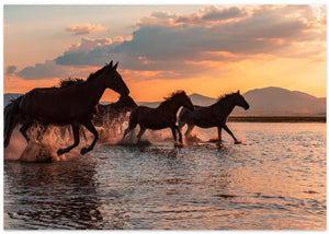 WATER HORSES