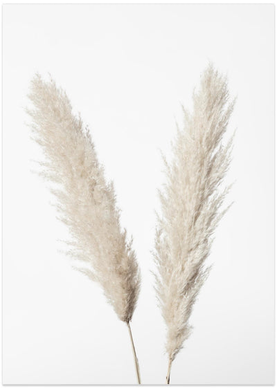 Pampas White