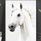 Majestetisk hvit hest - Plakat - Plakatbar.no