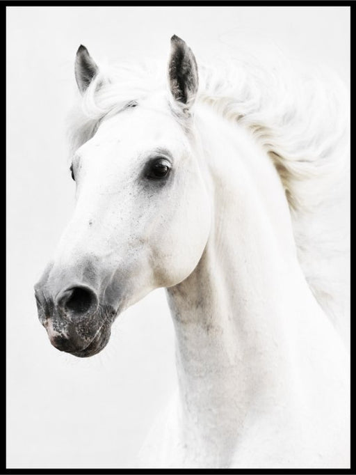 Majestetisk hvit hest - Plakat - Plakatbar.no