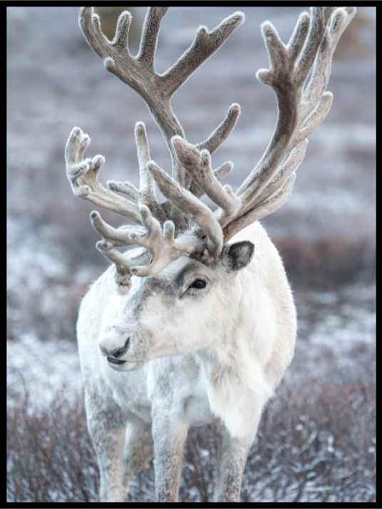 Majestic reindeer