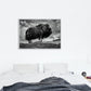 male Musk ox - Plakatbar.no