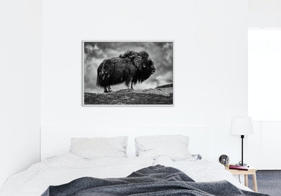 male Musk ox - Plakatbar.no