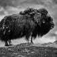 male Musk ox - Plakatbar.no