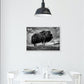 male Musk ox - Plakatbar.no