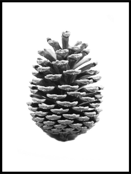 Minimalist pine cone - Poster