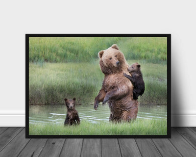 Momma bear and her cubs poster - Plakatbar.no
