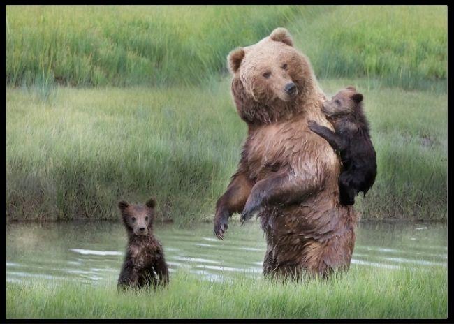Momma bear and her cubs poster - Plakatbar.no