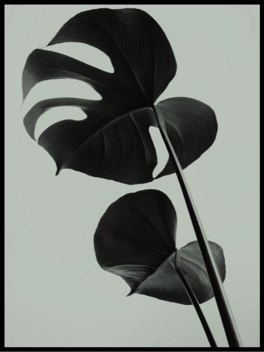 Monstera 01 poster