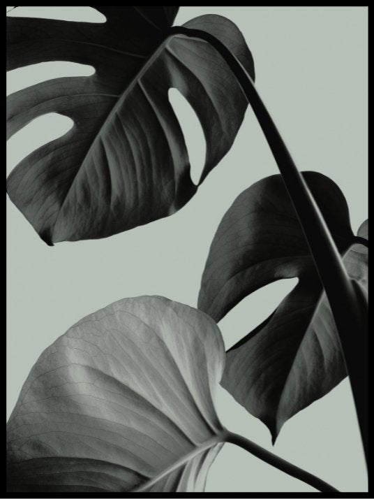 Monstera 02 poster