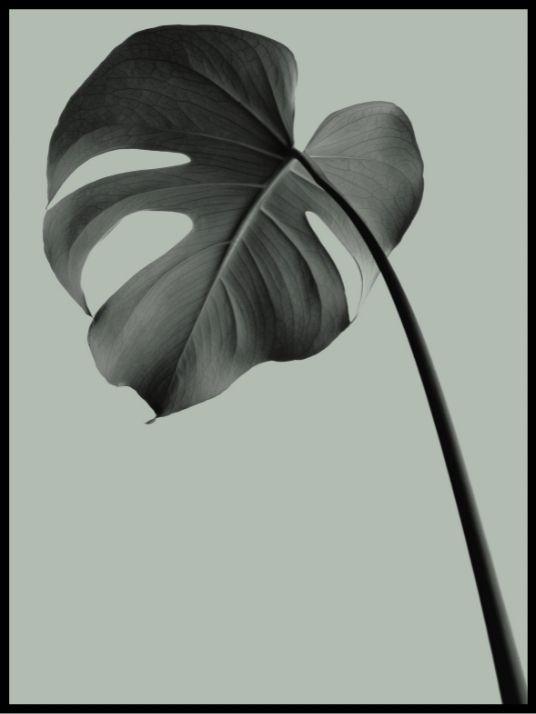 Monstera 03 poster